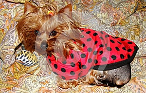 Young girl yorkshire terrier in red black speckles in the blanket ( Ladybird ) and is resting on yellow orange patterned