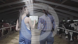 Young girls farmers making a tour of the barn with cows on the farm. Girl farmer shows the visitor cows and calves on