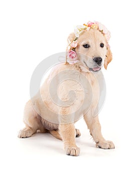 Young girly Golden Retriever with a crown of flowers