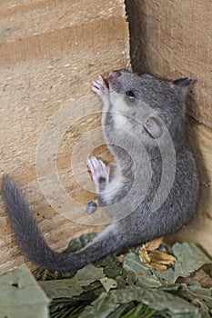 Young glis glis