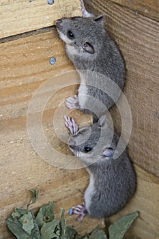 Young glis glis