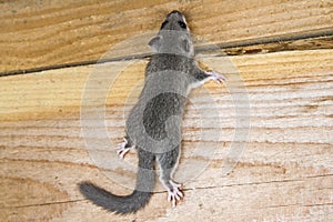 Young glis glis