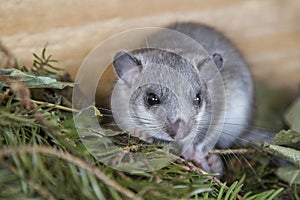 Young glis glis