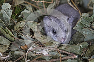 Young glis glis