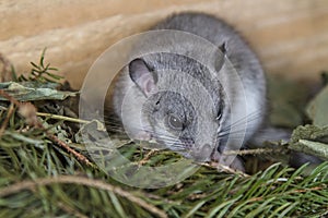 Young glis glis