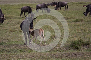 A young gnu calf diking