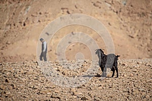 Young goat in Atlas Mountains, Morocco