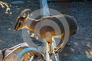 a young goat is balancing on a a railing inside of the national garden in athens...IMAGE