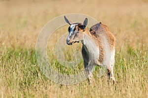 Young Goat Grazes in a Meadow, Goat Kid