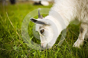 Young goat grazing in a meadow.