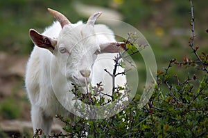 Mladá koza na zelené pastvině na stráni u lesa