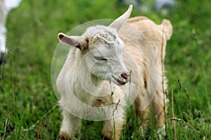 Young goat kid photo