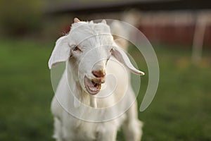 Young goat kid looking into camera, with mouth open, small teeth visible