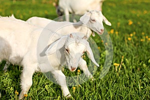 Young goat kids playing and grazing on spring green meadow with