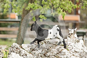 Young goat kit playing and jumping on rock on Farm. Funny baby animal in spring time, countryside, cute and cheerful mammal,