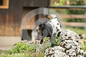 Young goat kit playing and jumping on rock on Farm. Funny baby animal in spring time, countryside, cute and cheerful mammal,