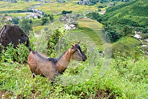 Young goat lost in valley with rice field terraces