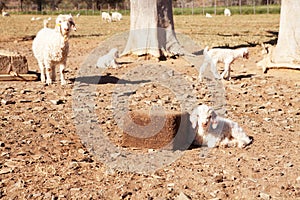 Young goat lying down with adult watching