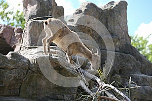 A young goat Markhor eats branches on a rock. Moscow Zoo. The Latin name is Capra falconeri.