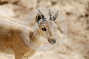 A young goat at Mizpe Ramon, Israel