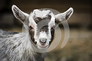 Young goat portrait