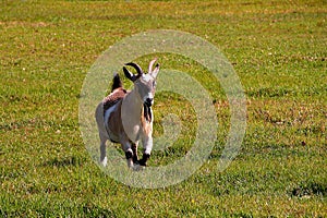 Young goat running across the field at farm background.