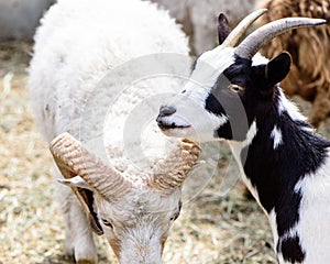 Young goat and sheep farm animals outdoor agriculture in a village or on a ranch
