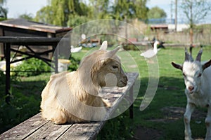 Young goat sitting on a bench