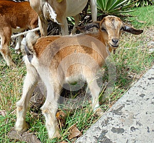 A young goat on the tropical island of bequia