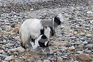 Young goat tugs at mother\'s teats to suckle milk