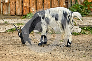 young goat with variegated horns