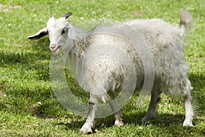 Young goat in zoo