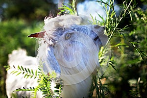 Young goatling