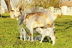 Young goatling