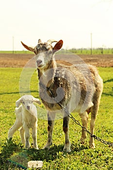 Young goatling