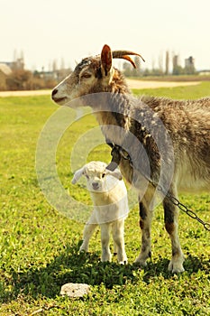 Young goatling