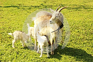 Young goatling