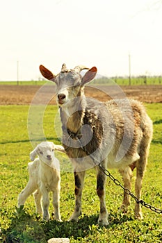 Young goatling