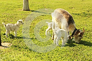 Young goatling