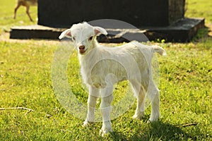 Young goatling outdoors