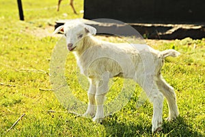Young goatling