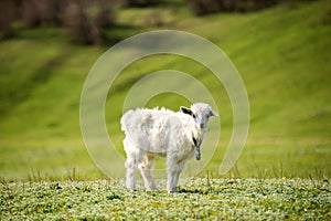 Young goatling outdoors