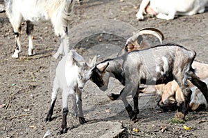 Young goatlings playing with mother outdoors