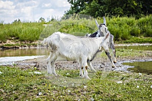 Joven cabras ganador rollos de pan en verde de acuerdo un rio. joven cabras afuera 
