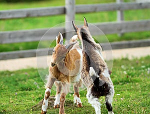 Young goats fighting