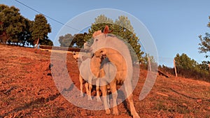 Young goats grazing and playing