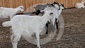 Young goats walk in the paddock looking for food.