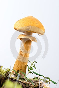 Young golden bootleg mushroom