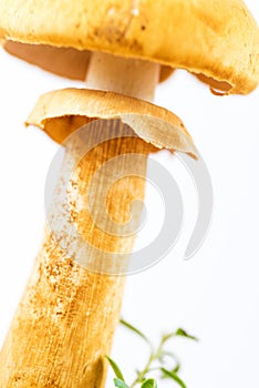Young golden bootleg mushroom, closeup on ring
