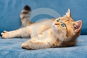 A young Golden British cat with green eyes lies on a blue sofa